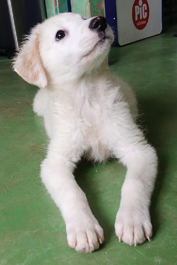 Ariel cucciola candida come la neve  Foto 8