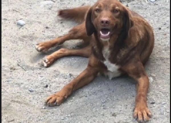 Chicco Circa 7Anni Manto Nocciola Aspetta Da Anni 
