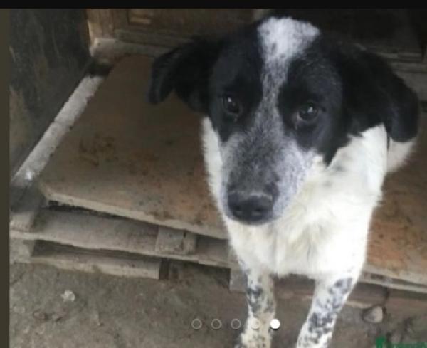 Barù 5anni in canile da cucciolo!! CROTONE  Foto 4