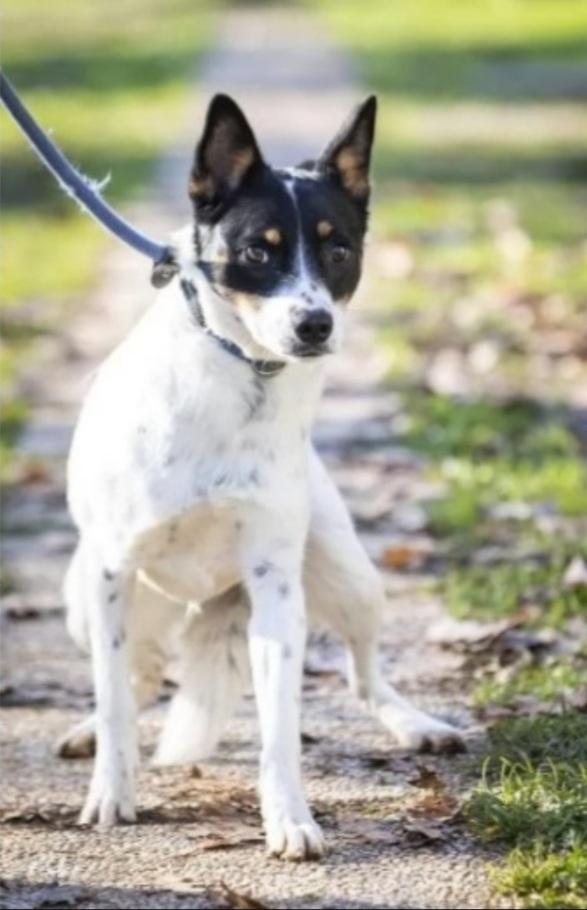 Femmina 3/4anni CONDANNATA AL CANILE ! VARESE Foto 2