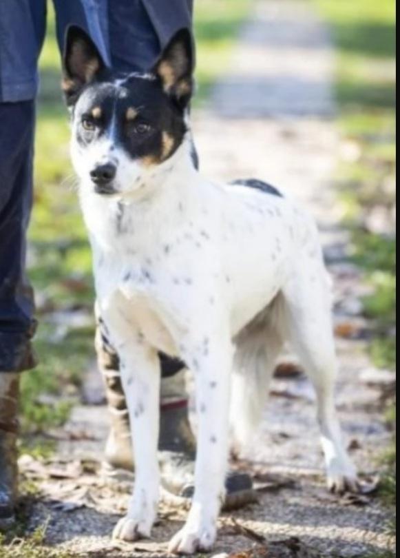 Femmina 3/4anni CONDANNATA AL CANILE ! VARESE Foto 3