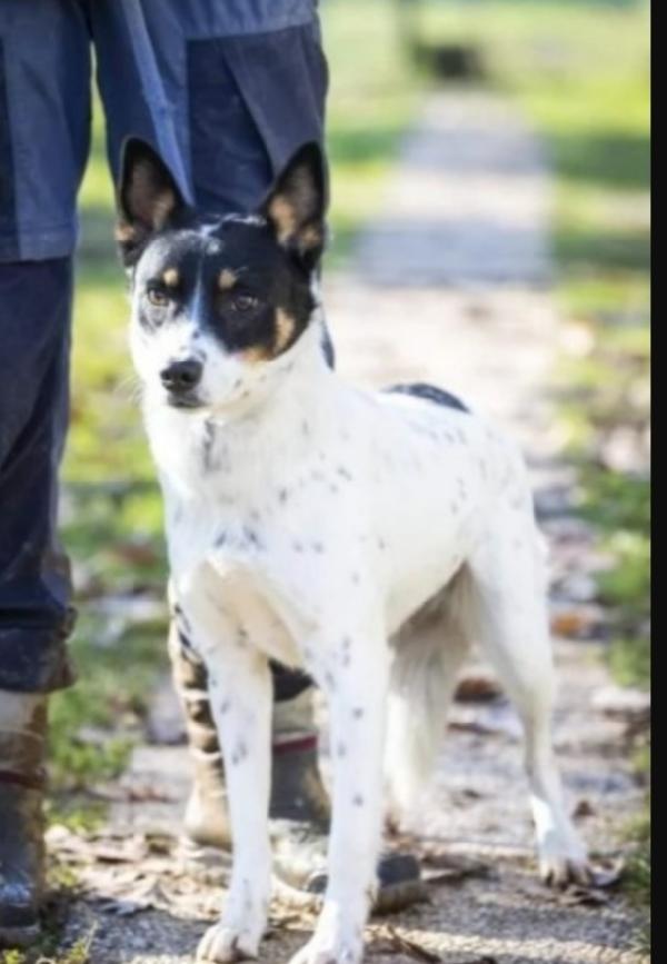 Femmina 3/4anni CONDANNATA AL CANILE ! VARESE Foto 5