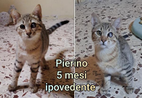 Chiamate per salvare un micetto  Foto 4