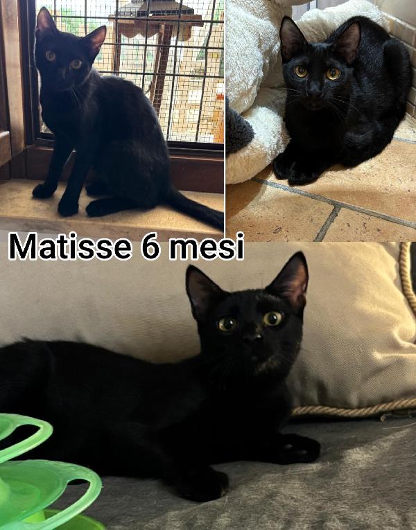 Chiamate per salvare un micetto  Foto 8