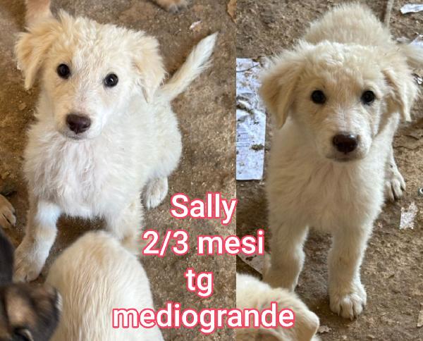 Cucciolotti taglia media Foto 2