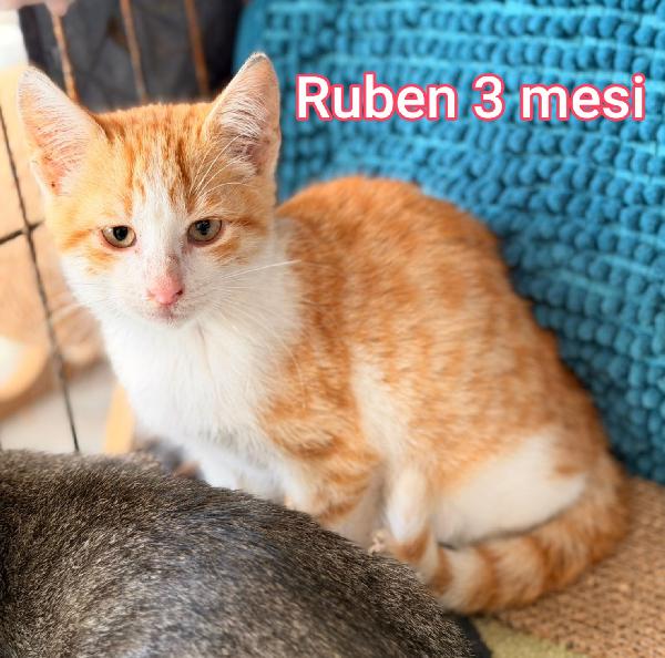 GATTINI ABBANDONATI! EMERGENZA  Foto 2