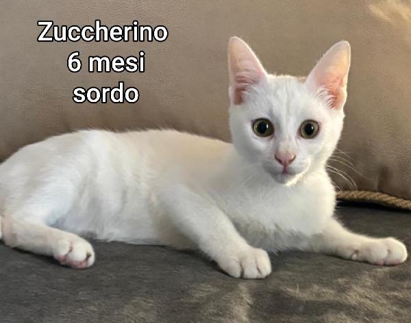 GATTINI ABBANDONATI! EMERGENZA  Foto 3
