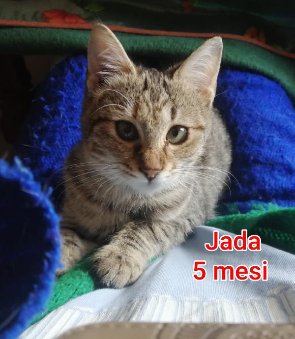 GATTINI ABBANDONATI! EMERGENZA  Foto 5