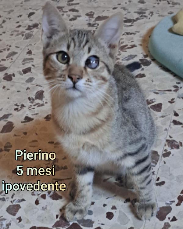 GATTINI ABBANDONATI! EMERGENZA  Foto 10