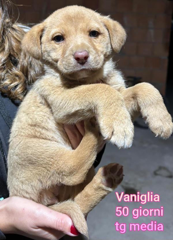 2 mesi: adozioni cuccioli  Foto 2