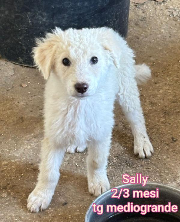 2 mesi: adozioni cuccioli  Foto 5