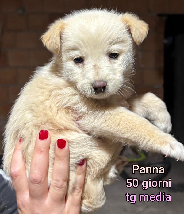 2 mesi: adozioni cuccioli  Foto 7
