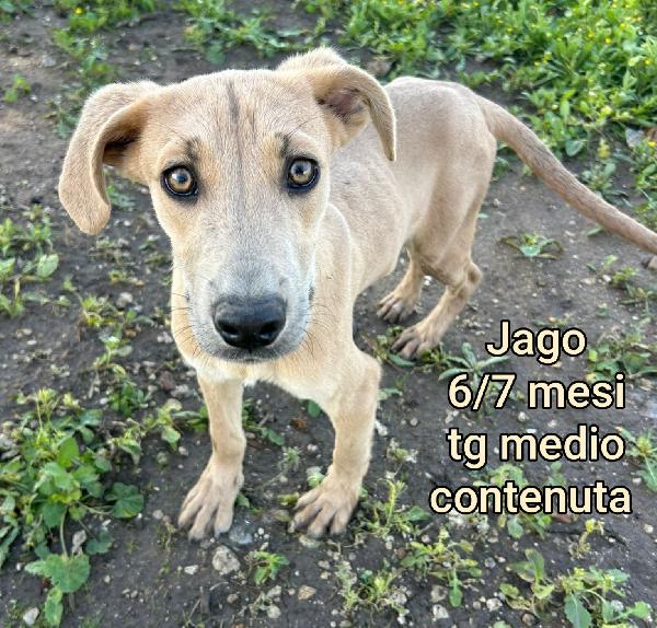 2 mesi: adozioni cuccioli  Foto 8