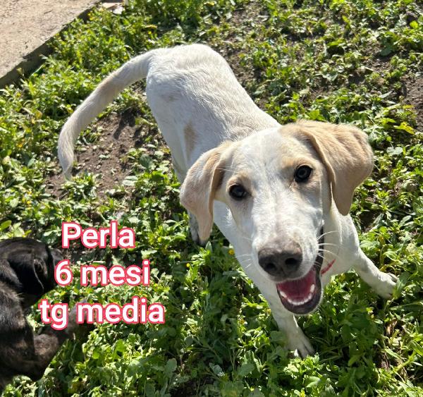 2 mesi: adozioni cuccioli  Foto 10