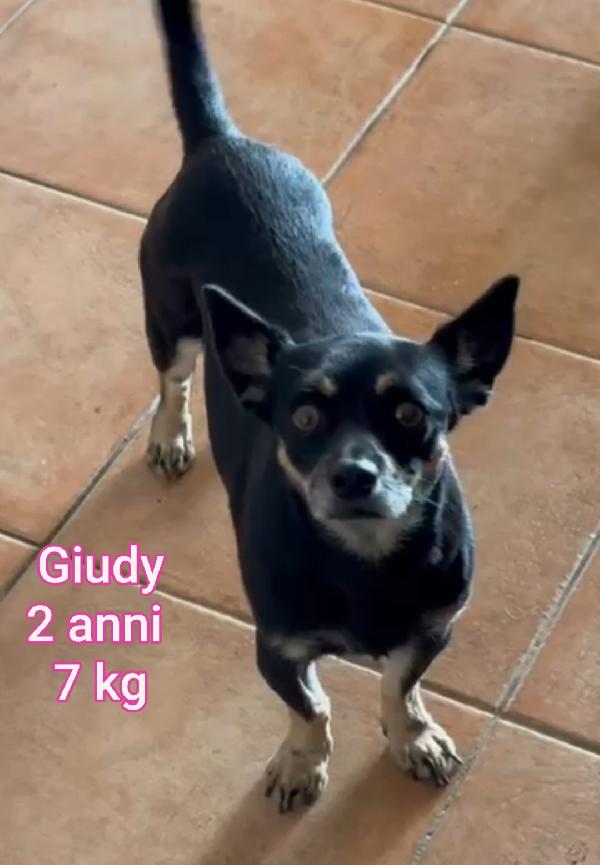 Cani di taglia piccola e contenuta  Foto 3