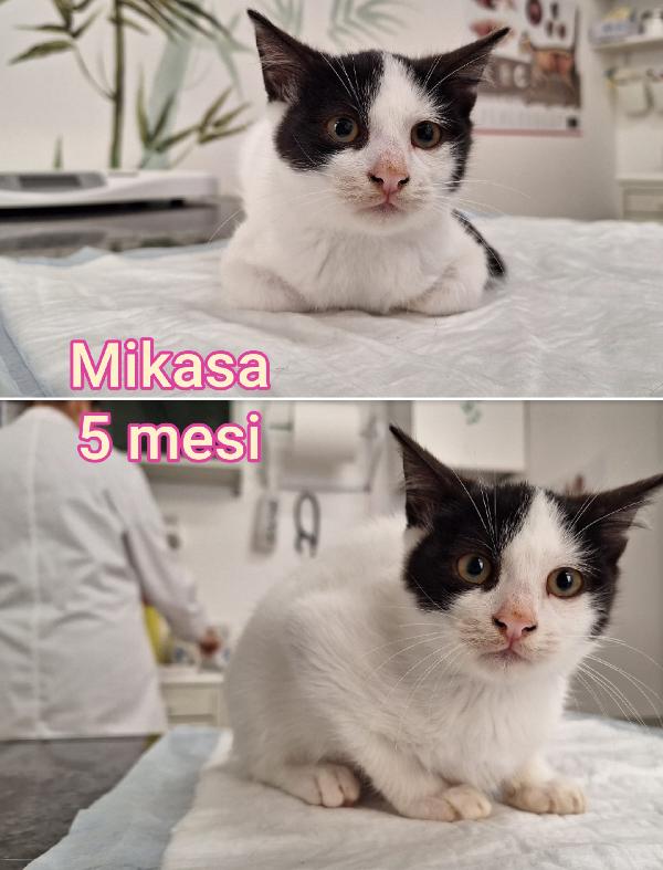 MICETTI BISOGNOSI! Foto 4