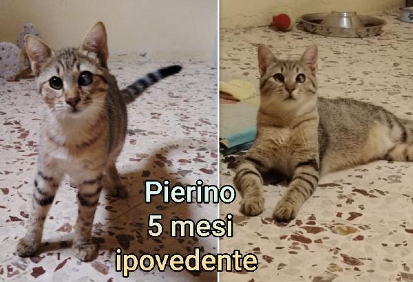 MICETTI BISOGNOSI! Foto 7