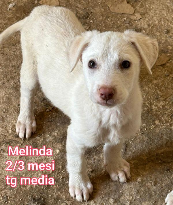 ADOTTA UN CUCCIOLO SENZA CASA  Foto 2