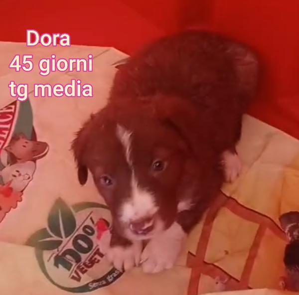 ADOTTA UN CUCCIOLO SENZA CASA  Foto 6