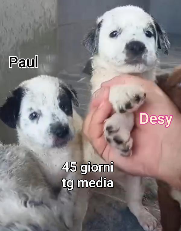 ADOTTA UN CUCCIOLO SENZA CASA  Foto 7