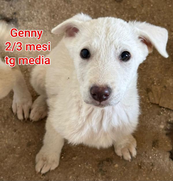 ADOTTA UN CUCCIOLO SENZA CASA  Foto 8