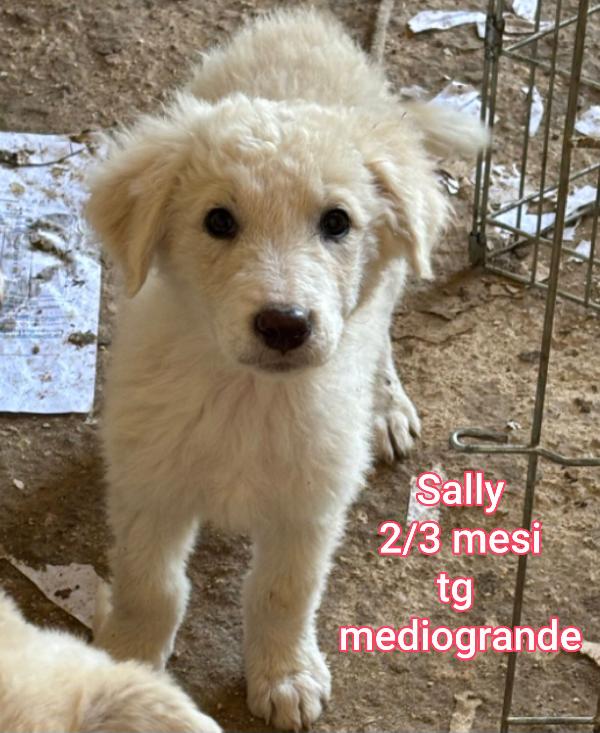 ADOTTA UN CUCCIOLO SENZA CASA  Foto 9