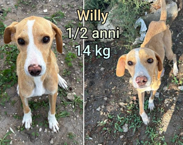 PICCOLI CAGNOLINI IN RIFUGIO  Foto 3