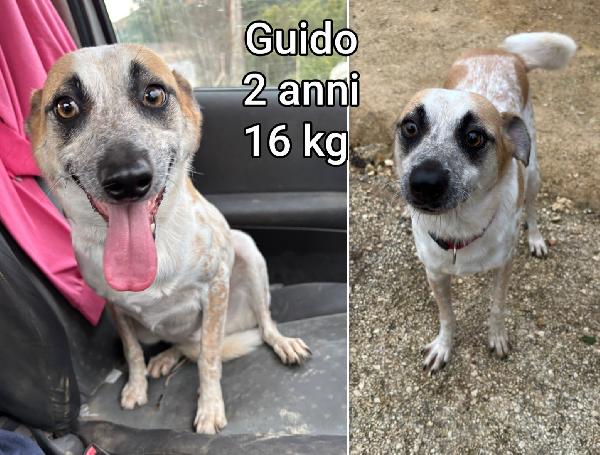 PICCOLI CAGNOLINI IN RIFUGIO  Foto 4