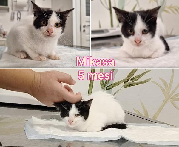 Telefonate x un gattino Foto 7