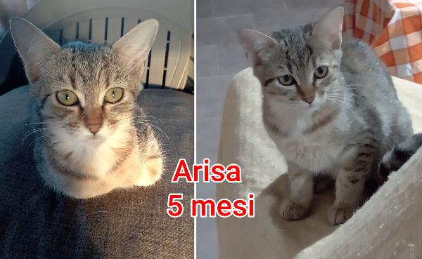 Telefonate x un gattino Foto 8