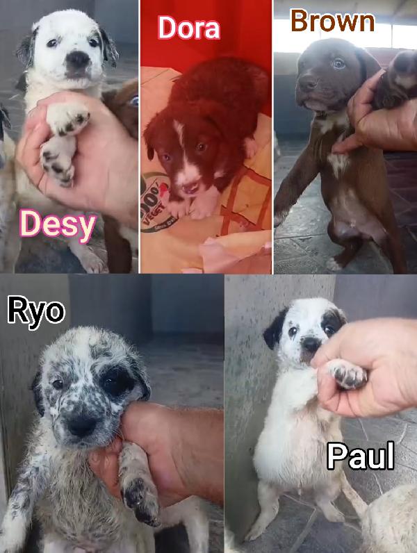 Siamo Sommerse Dai Cuccioli 