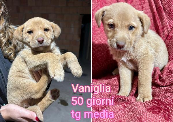 Siamo sommerse dai cuccioli  Foto 3