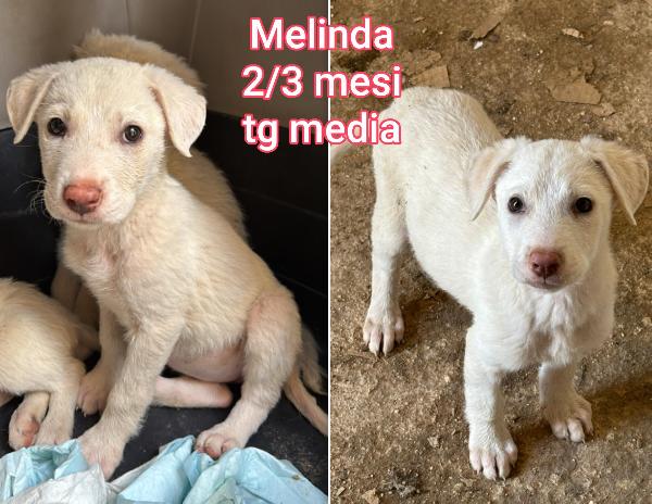 Siamo sommerse dai cuccioli  Foto 7