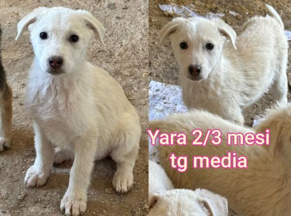 Siamo sommerse dai cuccioli  Foto 8