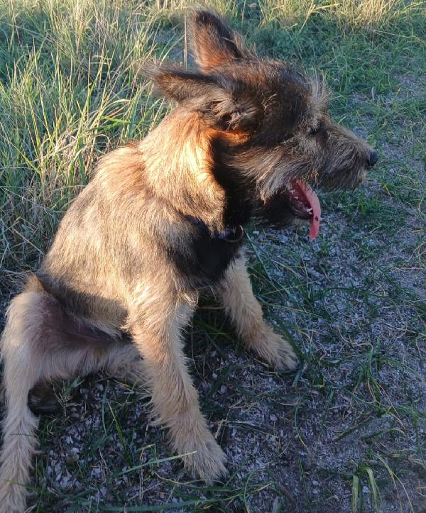 Baffo 6/7Mesi Splendido Urgente A Breve In Canile