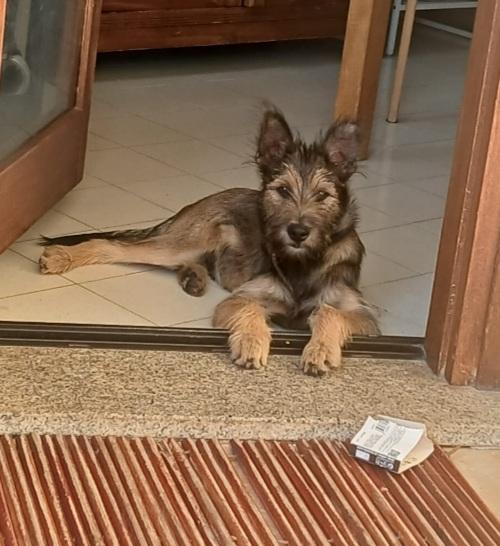 Baffo 6/7mesi splendido URGENTE A BREVE IN CANILE Foto 2