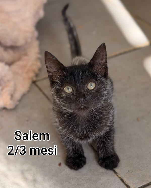 MICINI ABBANDONATI! URGENTE  Foto 3