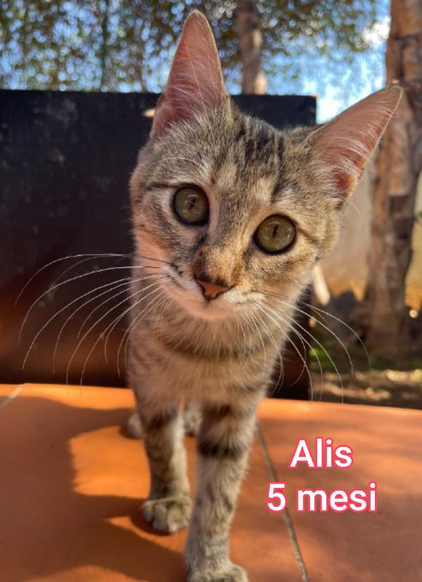 MICINI ABBANDONATI! URGENTE  Foto 4