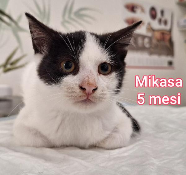 MICINI ABBANDONATI! URGENTE  Foto 5