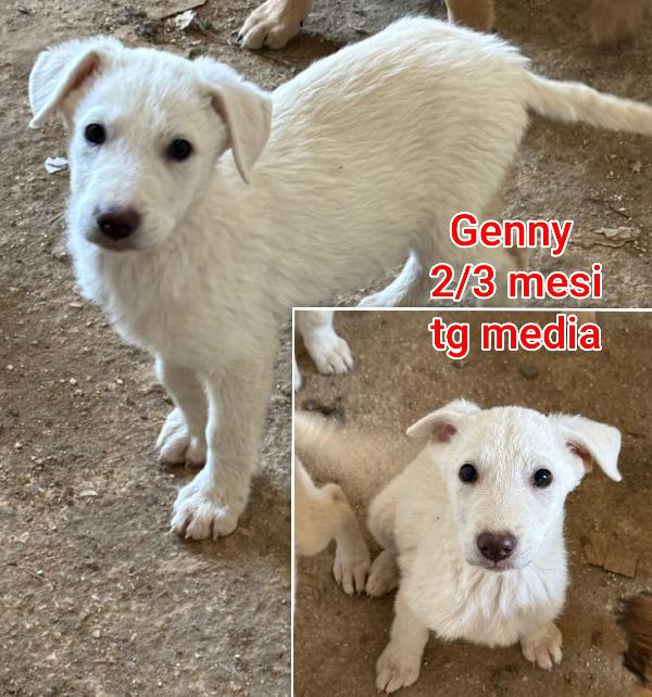 Tenerissimi cuccioli! 2/3 mesi Foto 2