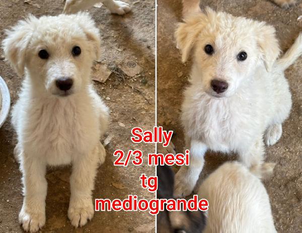 Tenerissimi cuccioli! 2/3 mesi Foto 4