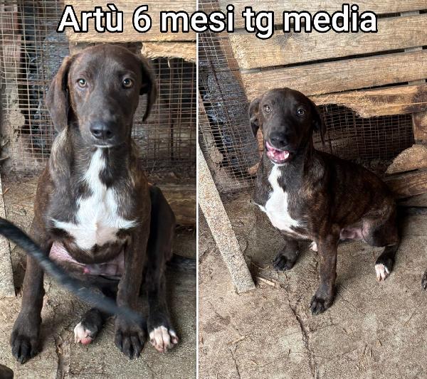 Tenerissimi cuccioli! 2/3 mesi Foto 8