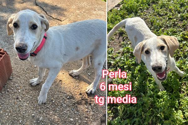 Tenerissimi cuccioli! 2/3 mesi Foto 9