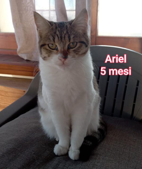 ADORABILI GATTINI! SALVATELI Foto 2