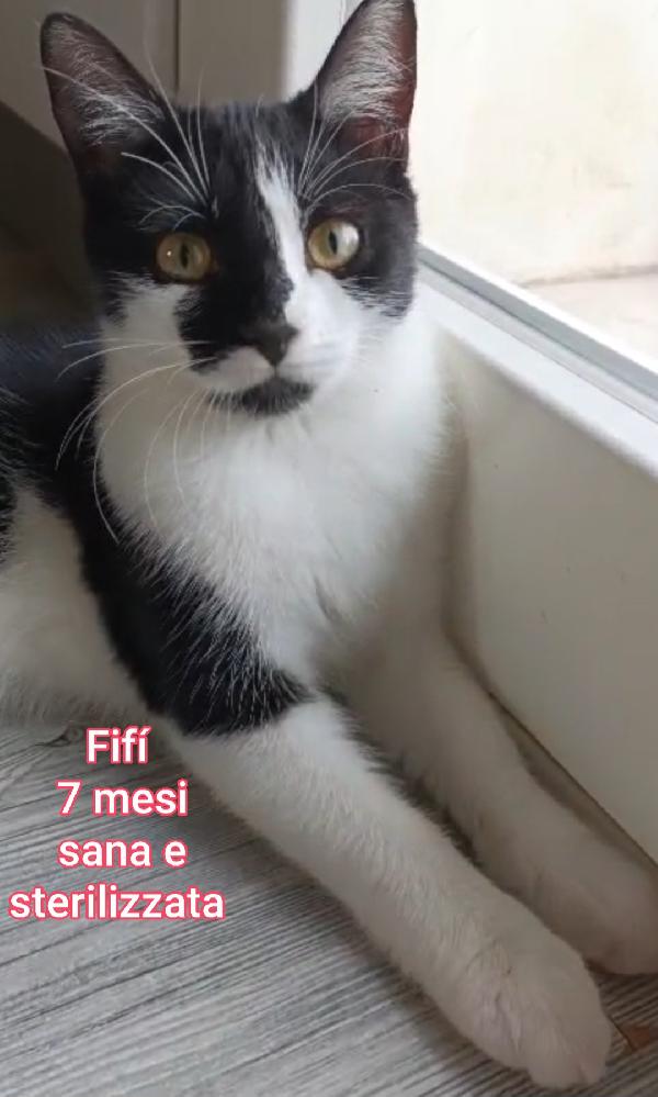 ADORABILI GATTINI! SALVATELI Foto 6