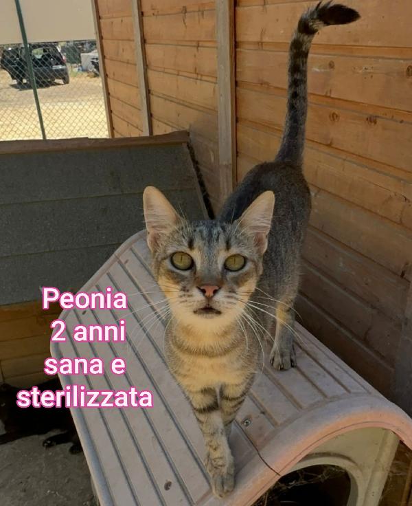 ADORABILI GATTINI! SALVATELI Foto 8