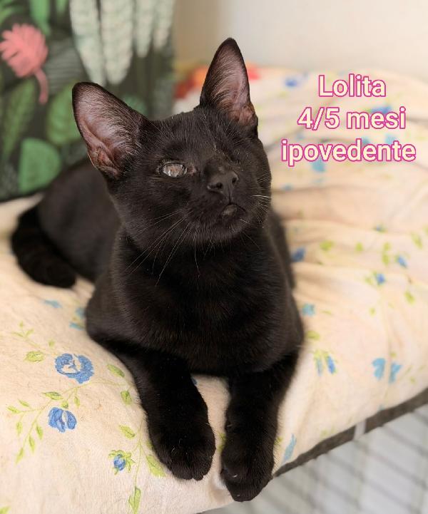 ADORABILI GATTINI! SALVATELI Foto 10