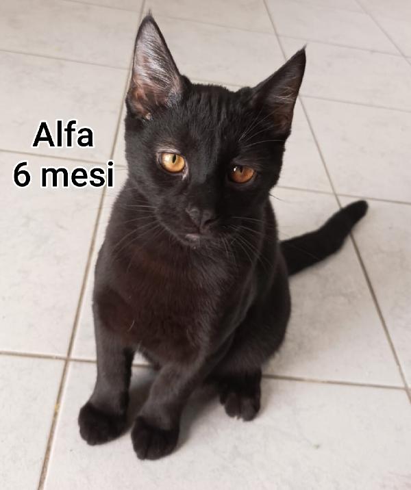 ADORABILI GATTINI! SALVATELI Foto 11