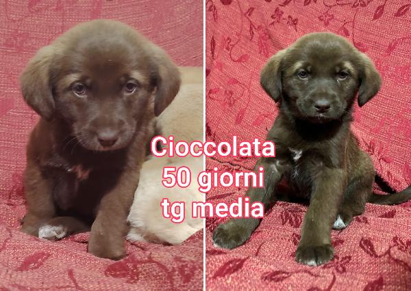 Cuccioli dai 2 mesi meravigliosi Foto 3