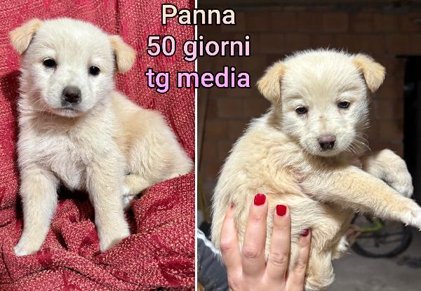 Cuccioli dai 2 mesi meravigliosi Foto 4